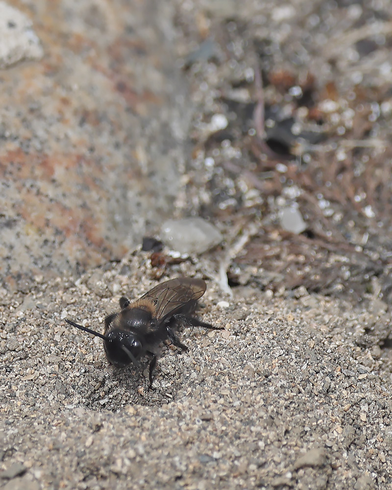 Black mining bee